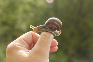 A large snail is crawling along a man's hand.