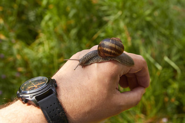 A large snail is crawling along a man's hand while wearing a watch with arrows.