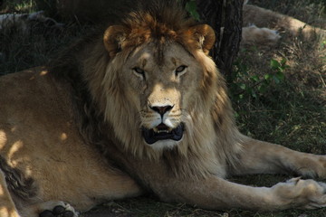 male lion cub