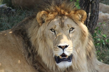 Fototapeta na wymiar male lion cub