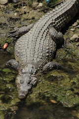 alligator in the everglades