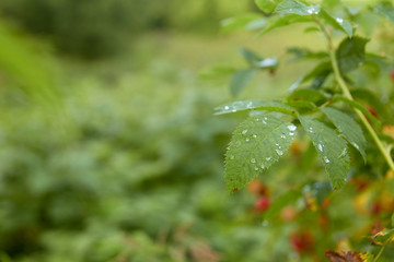 Morning dew on green plant leaves.