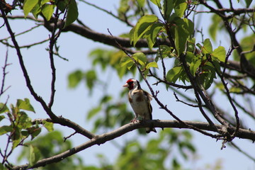 red backed shrike