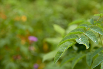 Morning dew on green plant leaves.