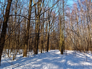 shadows from trees in the forest in winter, Moscow