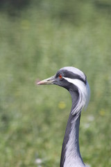Fototapeta premium grey crowned crane