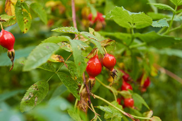 Red ripe rose hips on the branches.