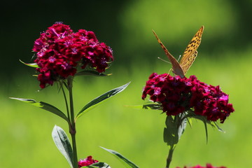 butterfly on flower
