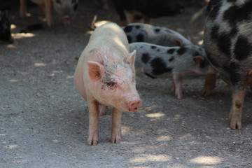 pigs in a farm