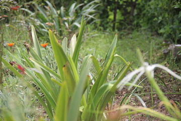 Obraz premium grass in the garden