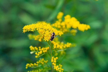 A bee sits on a yellow flower and collects nectar.