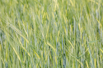 Green wheat field. Young juicy growing wheat ears close-up. Macro view