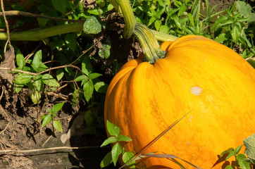 Pumpkins close to being ready to harvest. Close-up big orange pumpkin growing in the garden. Pumpkin plants with rich harvest growing on a field under sunlight.