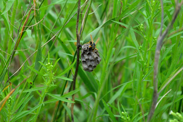 Peaceful danger. Wasp sits on nest made on grass stem. Wasp nest in grass. Peaceful green grass and...