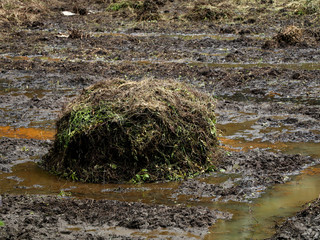 Heap of decaying weeds kept as manure for preparing a village paddy field