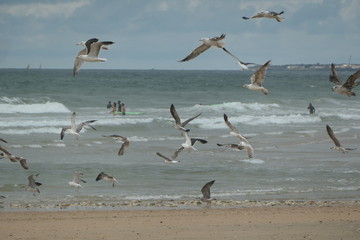 mouettes et goélands à l'océan