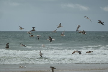 goélands et mouettes en vol