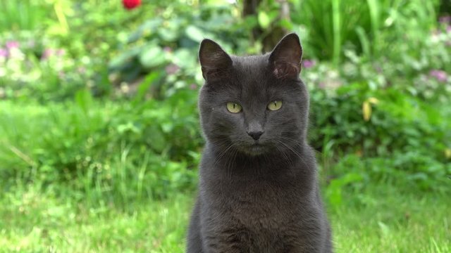 The cat sits on the grass and turns its head. Domestic (siam thai cat ).
