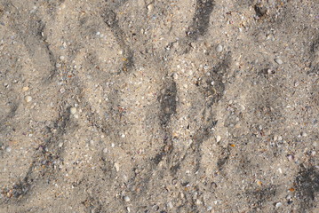 sand with seashells on the beach
