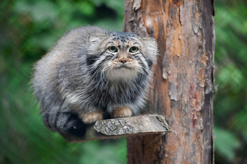 Pallas's cat (Otocolobus manul). Manul is living in the grasslands and montane steppes of Central Asia. Portrait of cute furry adult manul. Instinct to hunt