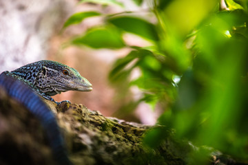 Varan blue portrait in nature