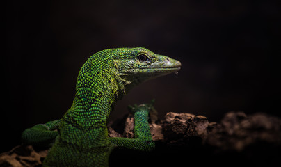 varan emerald portrait in nature