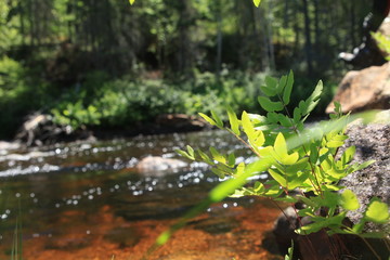 Plante en bord rivière en forêt boréale lac saint-Jean Québec