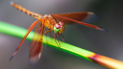 multicolored dragonfly on a branch, macro photo of this elegant and fragile predator with wide wings and giant colorful eyes, nature scene in the tropical island of Koh Lanta, Thailand