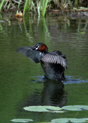 野鳥　カイツブリ