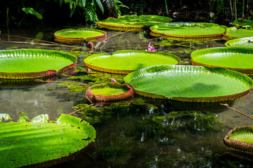 Pequeno lago repleto de Vit&oacute;ria-R&eacute;gia