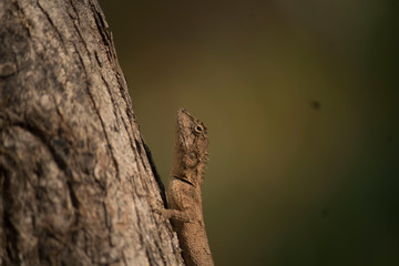 lizard on a tree