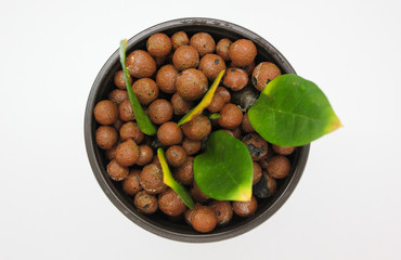 Top view of Zamioculcas leaves in leca on white background. Hydroponic media. Leaf propagation. Houseplant. Clay pebbles 