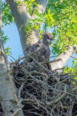 Naklejka na ściany i meble Baby bald eagle sitting in nest in forest 