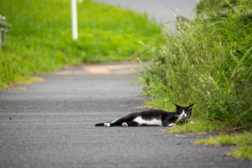 くつろぐ野良猫