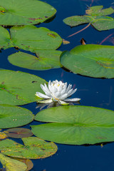 White water lily floating in pond with lily pads