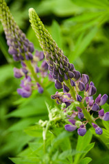 lilac flowers in the garden