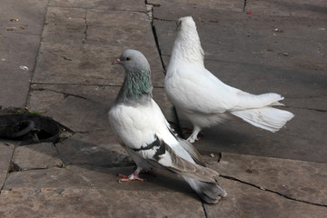cute birds and pigeons that eat food