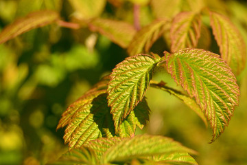 Reddening autumn raspberry leaves, selective focus, blurred natural background.