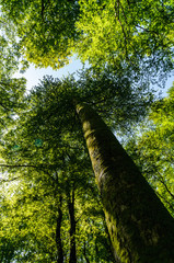 Fototapeta premium trees in the forest
