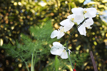 Orquídea Branca