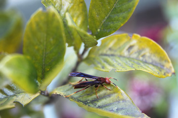 Marimbondo na planta