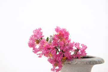 花瓶に生けた百日紅の花 サルスベリ 白背景