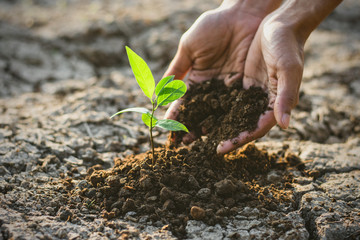The man's hand was planting the seedlings in the dry soil.