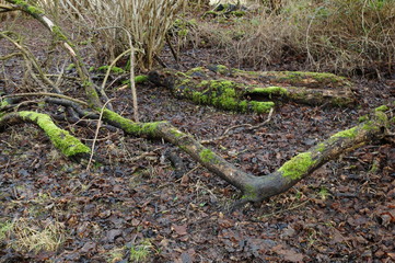 Mossed tree trunks and branches, Hatfield forest, UK. February 2017
