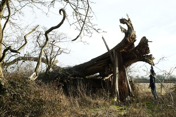 Collapsed tree in Hatfield forest