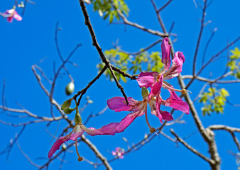 Silk floss tree flowers (Ceiba speciosa or Chorisia speciosa)