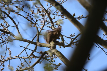 squirrel on a tree