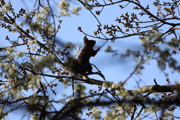 squirrel on a tree