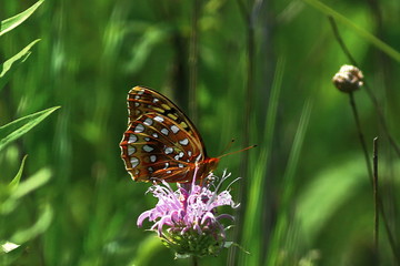 Aphrodite Fritillary Butterfly