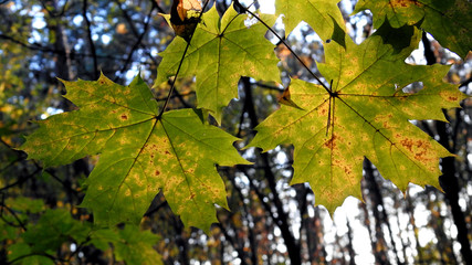 autumn leaves of deciduous trees painted in different colors in the Podlasie region in Poland 2019